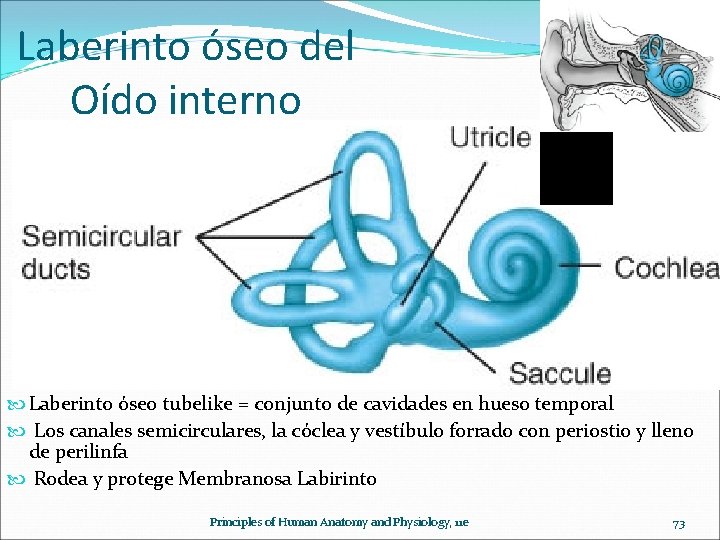 Laberinto óseo del Oído interno Laberinto óseo tubelike = conjunto de cavidades en hueso