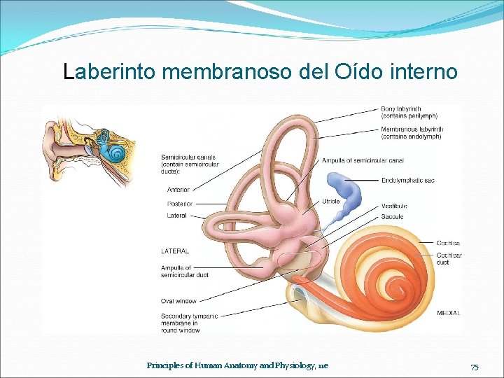 Laberinto membranoso del Oído interno Principles of Human Anatomy and Physiology, 11 e 75