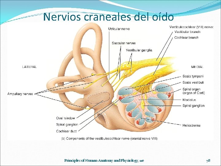 Nervios craneales del oído Principles of Human Anatomy and Physiology, 11 e 78 