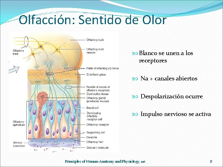 Olfacción: Sentido de Olor Blanco se unen a los receptores Na + canales abiertos