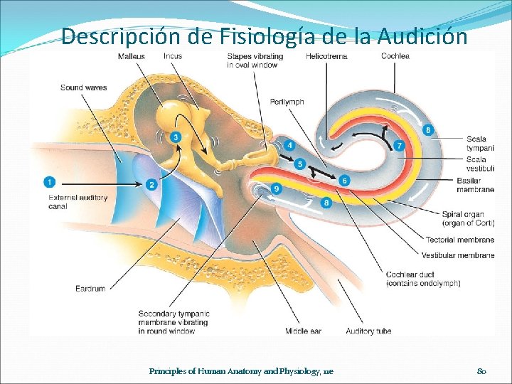 Descripción de Fisiología de la Audición Principles of Human Anatomy and Physiology, 11 e