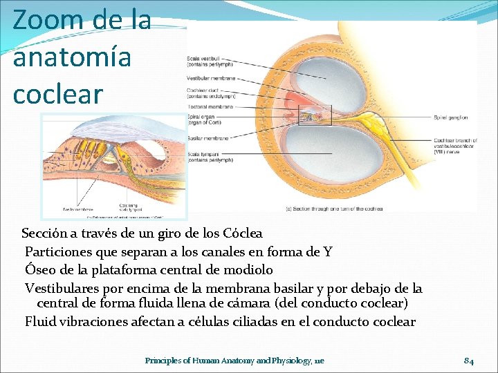 Zoom de la anatomía coclear Sección a través de un giro de los Cóclea