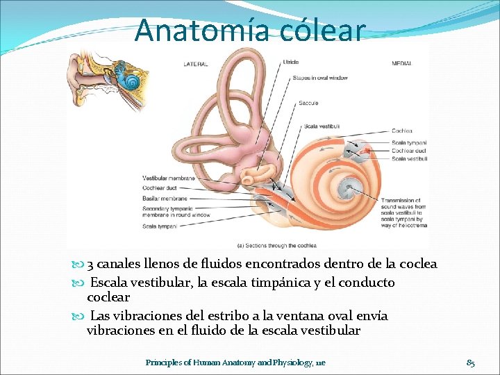 Anatomía cólear 3 canales llenos de fluidos encontrados dentro de la coclea Escala vestibular,