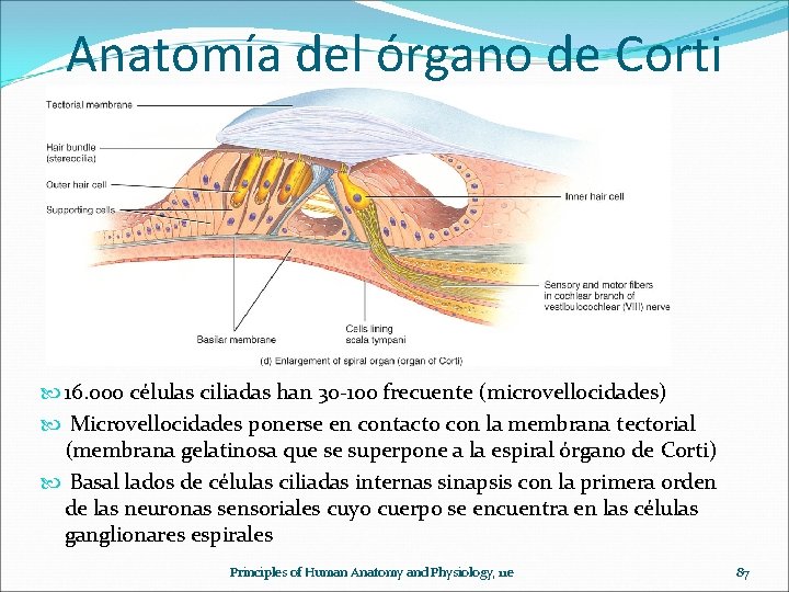 Anatomía del órgano de Corti 16. 000 células ciliadas han 30 -100 frecuente (microvellocidades)