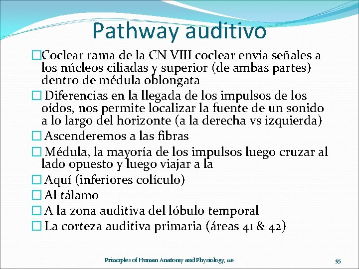 Pathway auditivo �Coclear rama de la CN VIII coclear envía señales a los núcleos