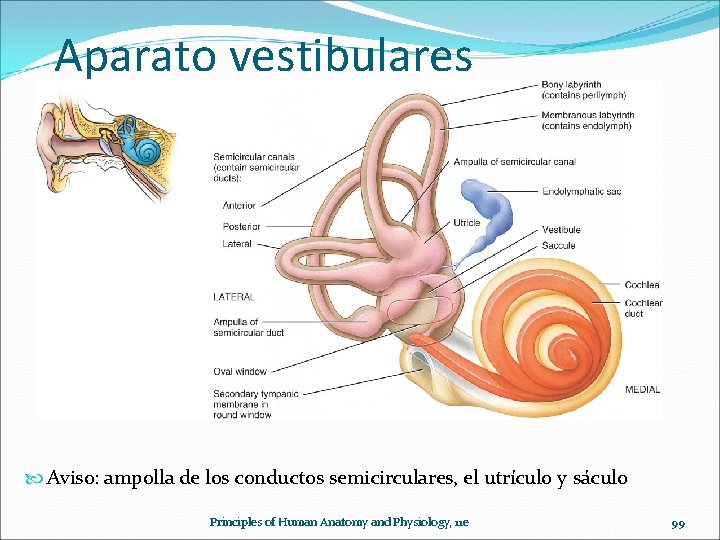 Aparato vestibulares Aviso: ampolla de los conductos semicirculares, el utrículo y sáculo Principles of