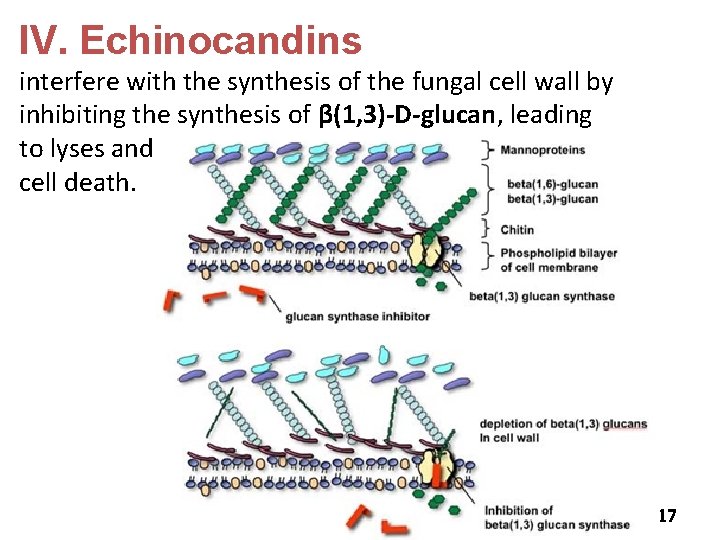 IV. Echinocandins interfere with the synthesis of the fungal cell wall by inhibiting the