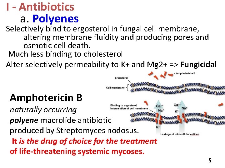 I - Antibiotics a. Polyenes Selectively bind to ergosterol in fungal cell membrane, altering