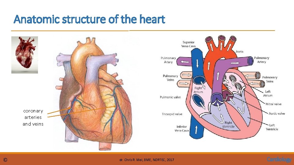 Anatomic structure of the heart coronary arteries and veins © dr. Chris R. Mol,