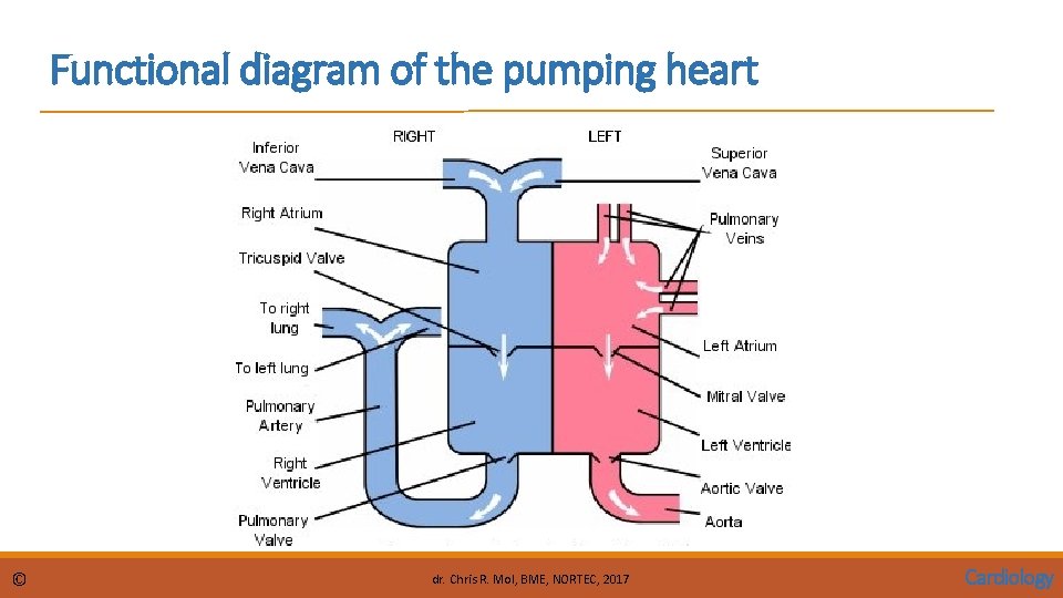 Functional diagram of the pumping heart © dr. Chris R. Mol, BME, NORTEC, 2017