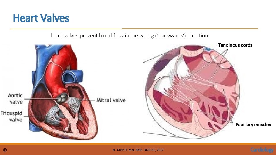 Heart Valves heart valves prevent blood flow in the wrong (‘backwards’) direction Tendinous cords