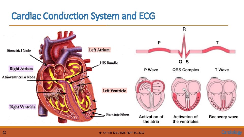 Cardiac Conduction System and ECG © dr. Chris R. Mol, BME, NORTEC, 2017 Cardiology