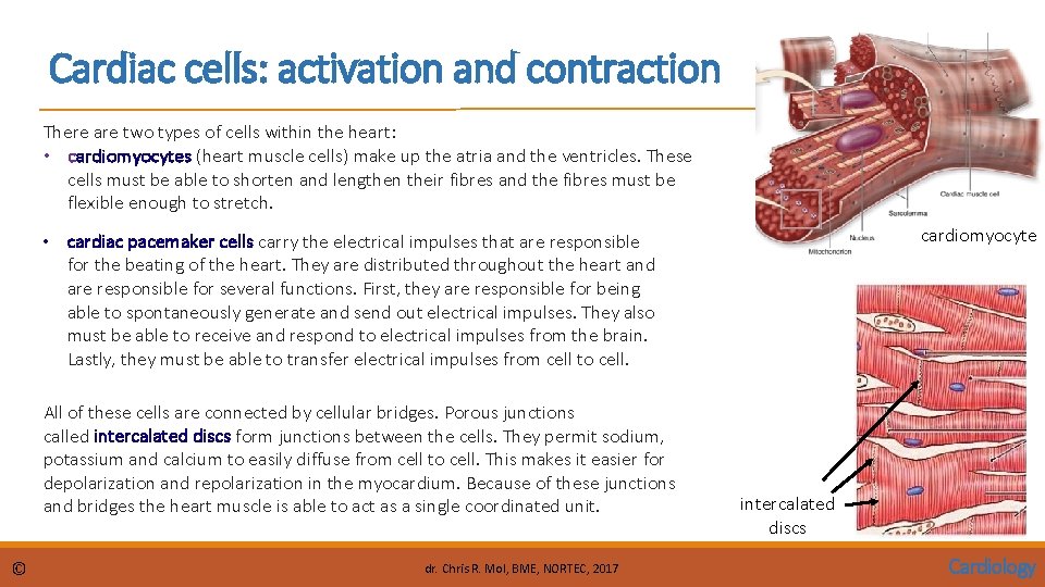 Cardiac cells: activation and contraction There are two types of cells within the heart: