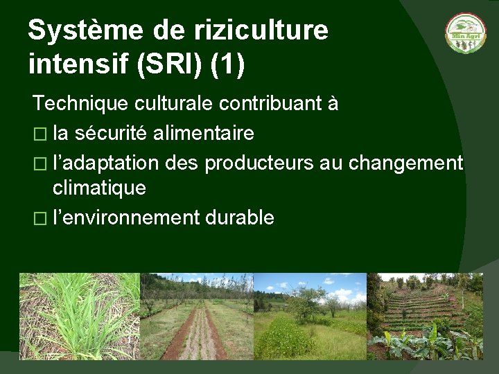 Système de riziculture intensif (SRI) (1) Technique culturale contribuant à � la sécurité alimentaire