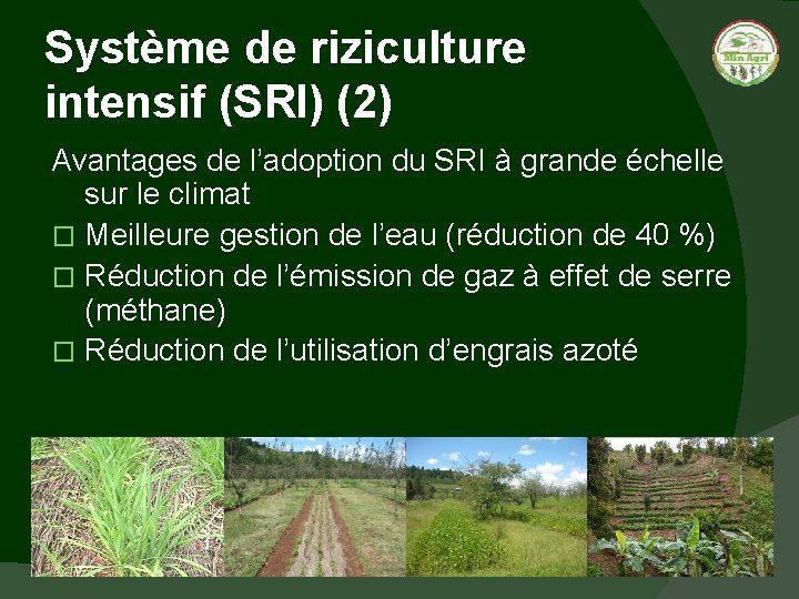Système de riziculture intensif (SRI) (2) Avantages de l’adoption du SRI à grande échelle