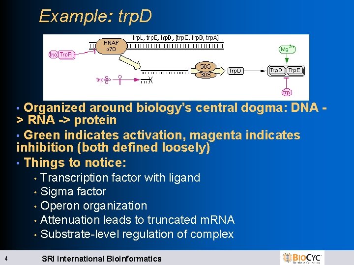 Example: trp. D Organized around biology’s central dogma: DNA > RNA -> protein •