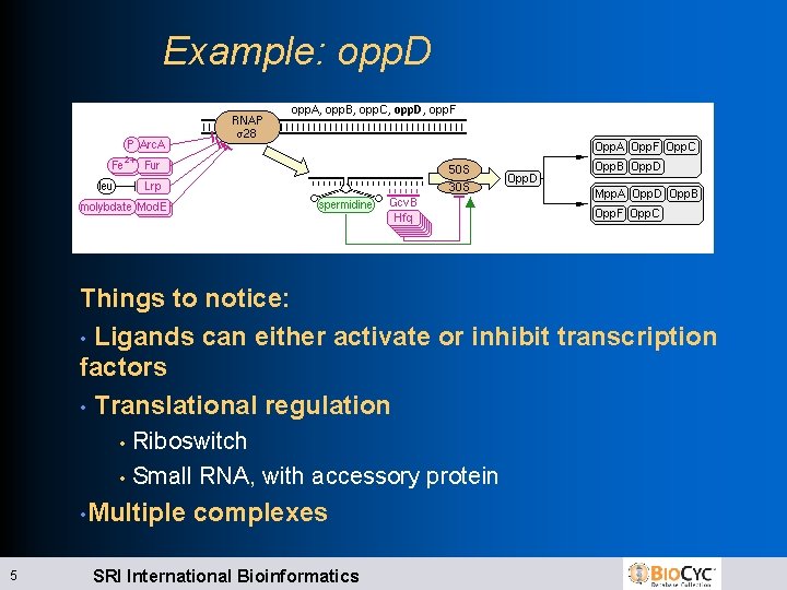Example: opp. D Things to notice: • Ligands can either activate or inhibit transcription