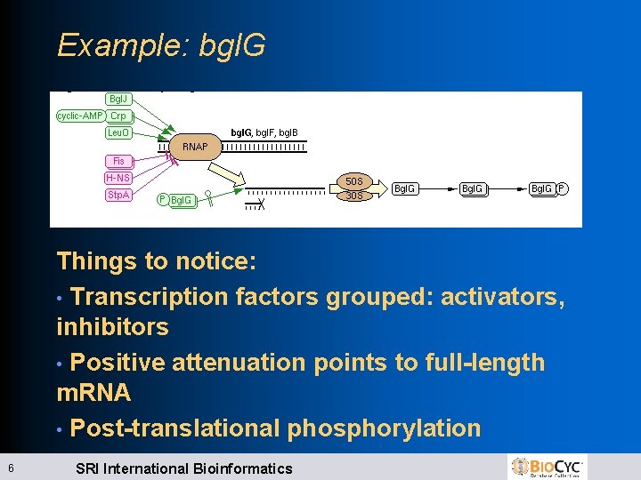 Example: bgl. G Things to notice: • Transcription factors grouped: activators, inhibitors • Positive
