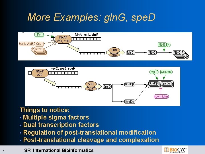 More Examples: gln. G, spe. D Things to notice: • Multiple sigma factors •