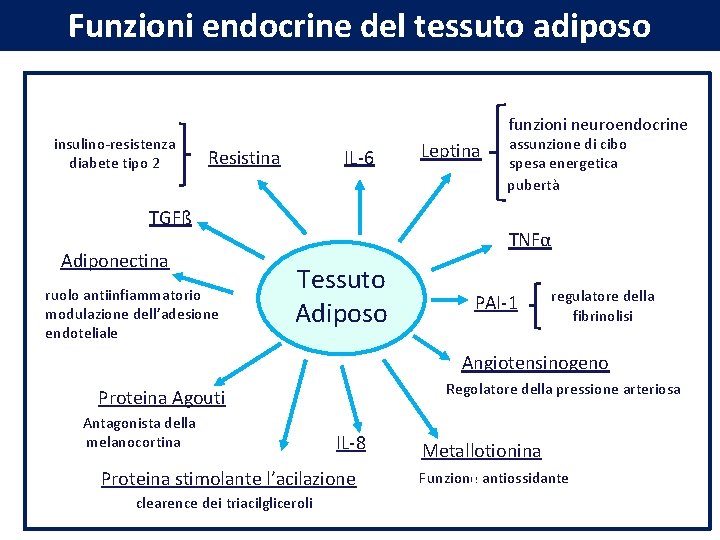 Funzioni endocrine del tessuto adiposo insulino-resistenza diabete tipo 2 funzioni neuroendocrine IL-6 Resistina TGFß