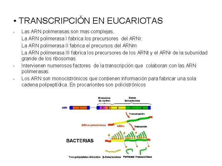  • TRANSCRIPCIÓN EN EUCARIOTAS - - Las ARN polimerasas son mas complejas. La