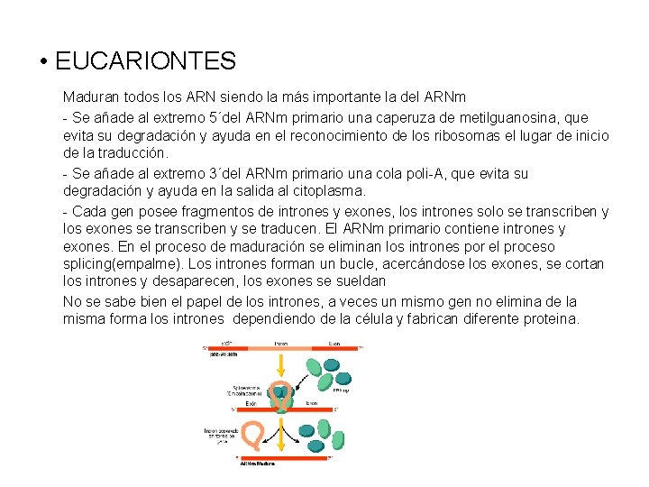  • EUCARIONTES Maduran todos los ARN siendo la más importante la del ARNm