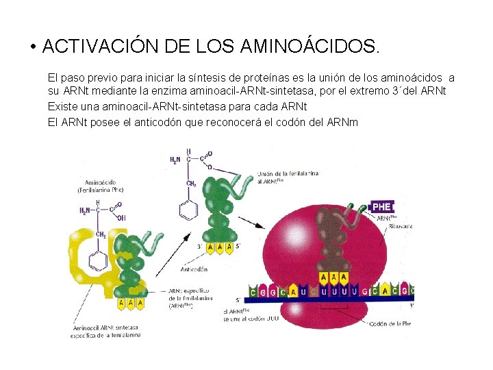  • ACTIVACIÓN DE LOS AMINOÁCIDOS. El paso previo para iniciar la síntesis de