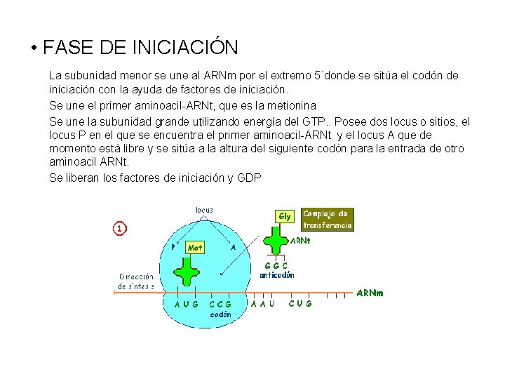 • FASE DE INICIACIÓN La subunidad menor se une al ARNm por el