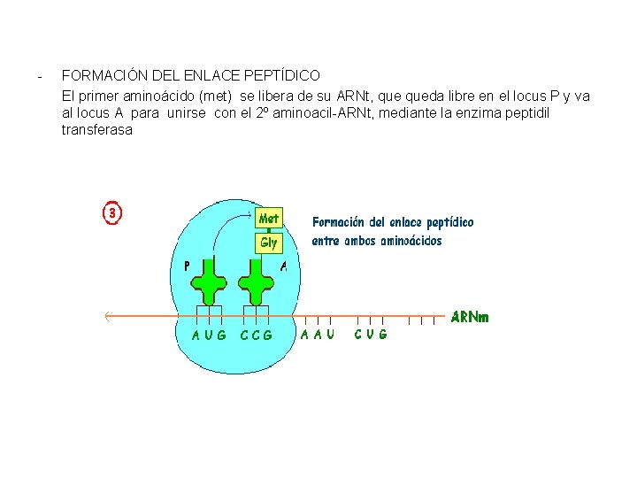 - FORMACIÓN DEL ENLACE PEPTÍDICO El primer aminoácido (met) se libera de su ARNt,