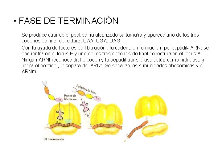  • FASE DE TERMINACIÓN Se produce cuando el péptido ha alcanzado su tamaño