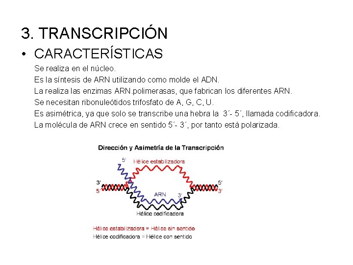 3. TRANSCRIPCIÓN • CARACTERÍSTICAS Se realiza en el núcleo. Es la síntesis de ARN