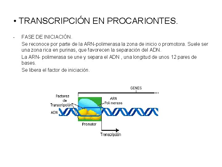  • TRANSCRIPCIÓN EN PROCARIONTES. - FASE DE INICIACIÓN. Se reconoce por parte de