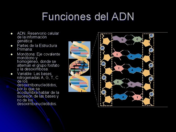 Funciones del ADN l l ADN. Reservorio celular de la información genética Partes de