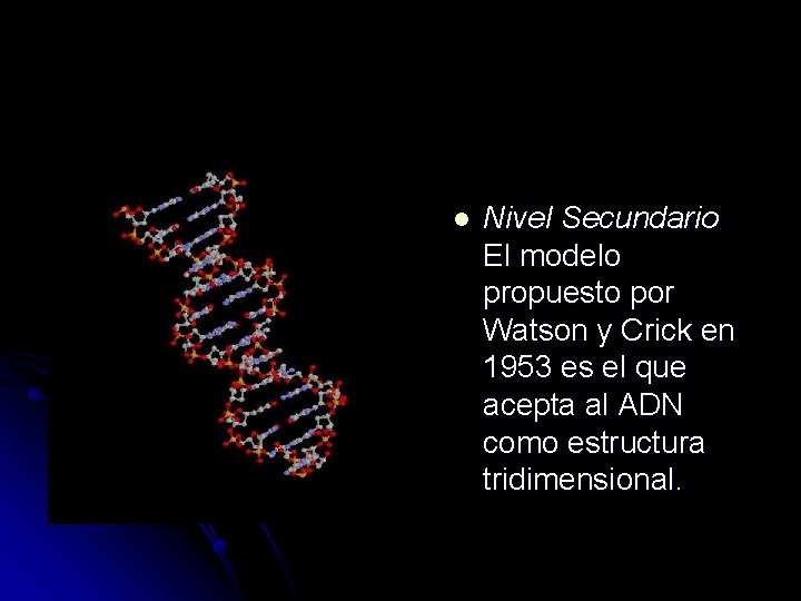 l Nivel Secundario El modelo propuesto por Watson y Crick en 1953 es el