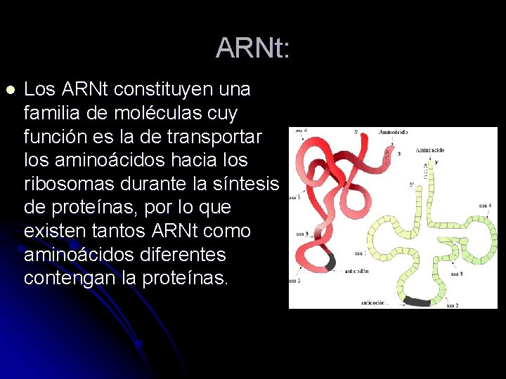 ARNt: l Los ARNt constituyen una familia de moléculas cuy función es la de