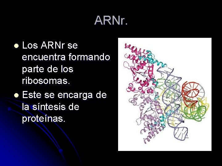 ARNr. Los ARNr se encuentra formando parte de los ribosomas. l Este se encarga