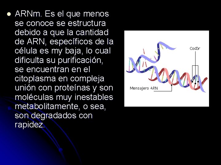 l ARNm. Es el que menos se conoce se estructura debido a que la