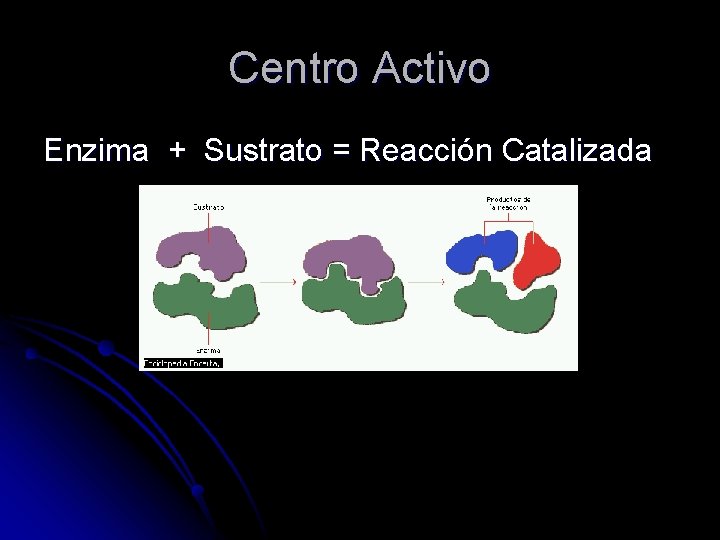 Centro Activo Enzima + Sustrato = Reacción Catalizada 