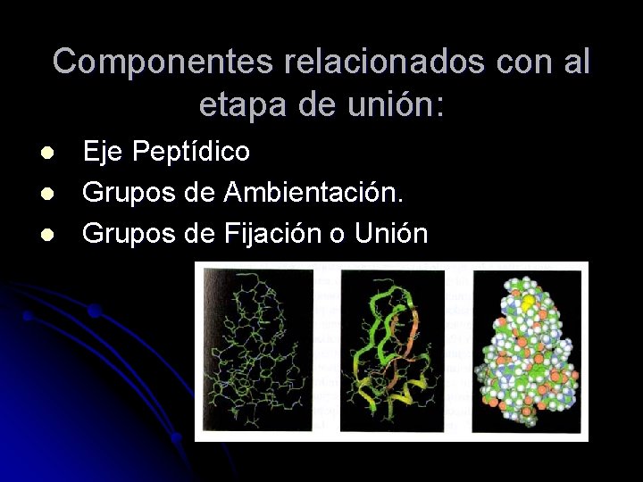 Componentes relacionados con al etapa de unión: l l l Eje Peptídico Grupos de