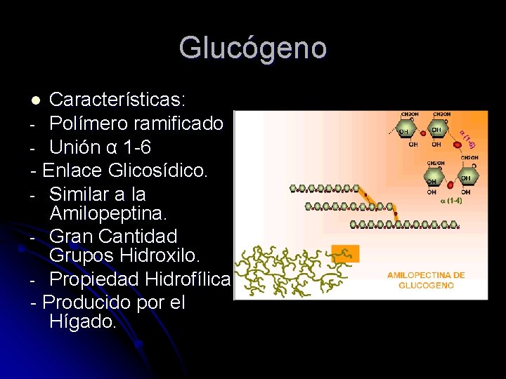 Glucógeno Características: - Polímero ramificado - Unión α 1 -6 - Enlace Glicosídico. -