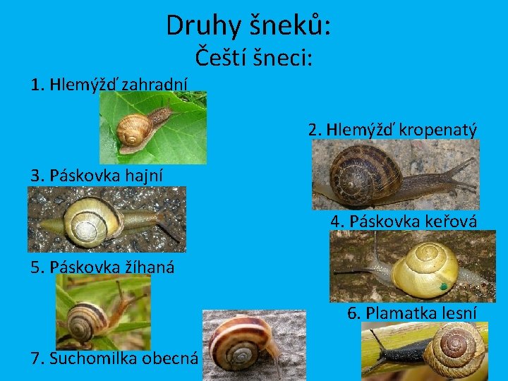 Druhy šneků: 1. Hlemýžď zahradní Čeští šneci: 2. Hlemýžď kropenatý 3. Páskovka hajní 4.