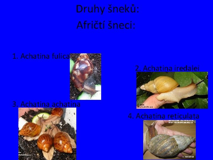 Druhy šneků: Afričtí šneci: 1. Achatina fulica 2. Achatina iredalei 3. Achatina achatina 4.