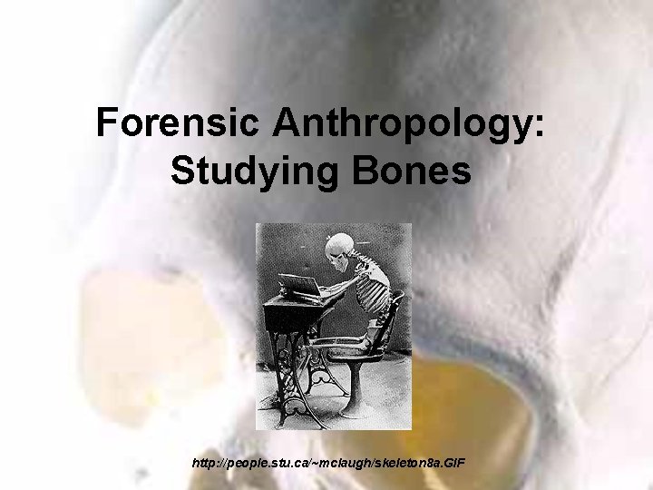 Forensic Anthropology: Studying Bones http: //people. stu. ca/~mclaugh/skeleton 8 a. GIF 