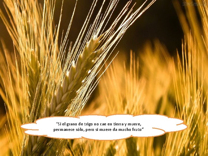 En la muerte, Jesús dejó absolutamente claro, que el amor era más importante que