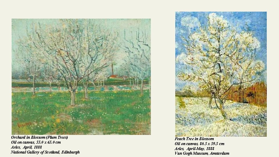 Orchard in Blossom (Plum Trees) Oil on canvas, 55. 0 x 65. 0 cm