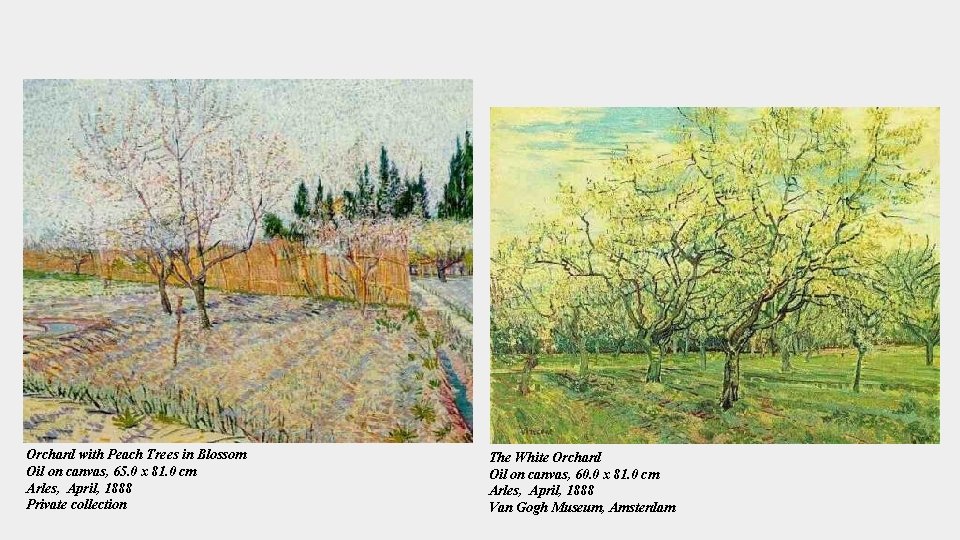 Orchard with Peach Trees in Blossom Oil on canvas, 65. 0 x 81. 0