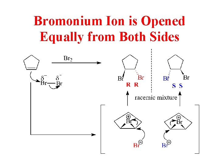 Bromonium Ion is Opened Equally from Both Sides 