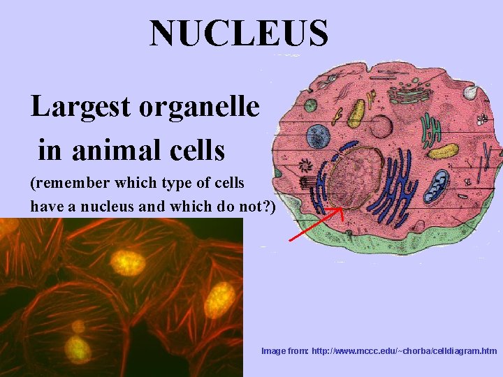 NUCLEUS Largest organelle in animal cells (remember which type of cells have a nucleus