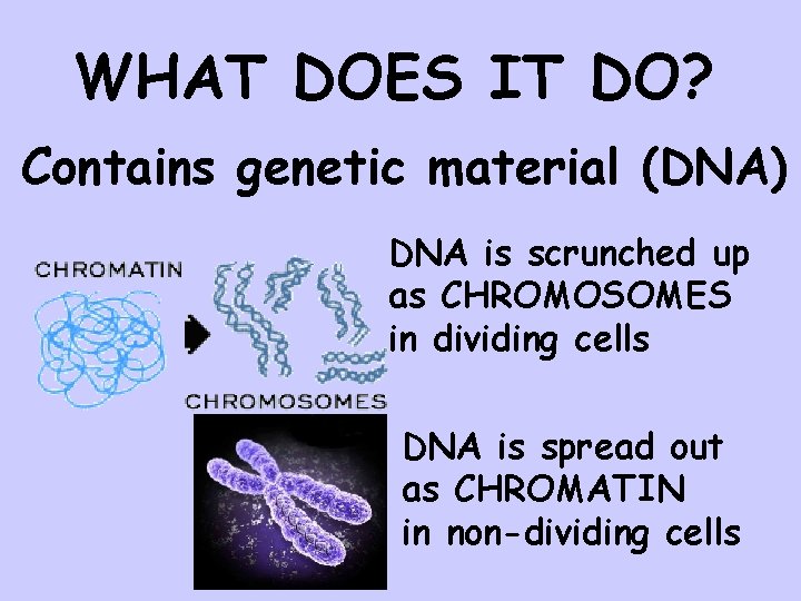 WHAT DOES IT DO? Contains genetic material (DNA) DNA is scrunched up as CHROMOSOMES