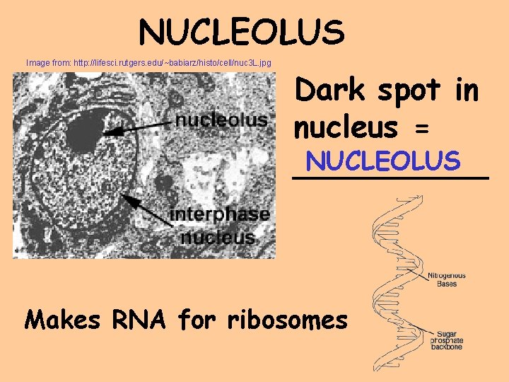 NUCLEOLUS Image from: http: //lifesci. rutgers. edu/~babiarz/histo/cell/nuc 3 L. jpg Dark spot in nucleus